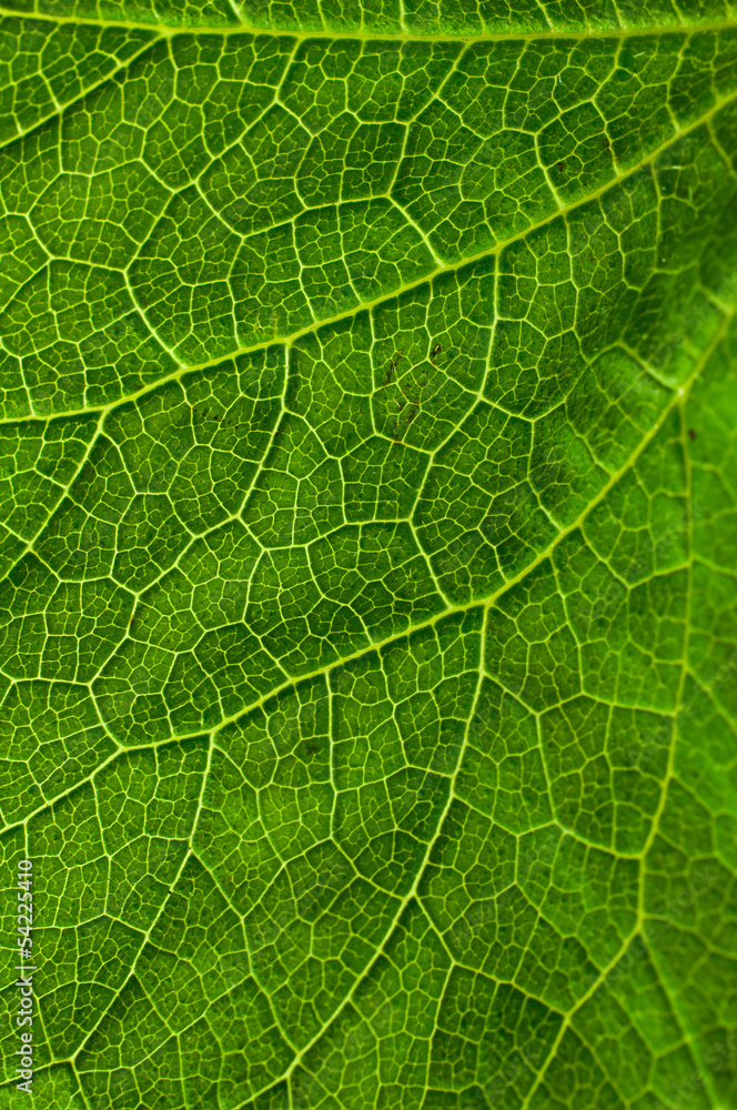 grünes Blatt mit Blattadern durchzogen grünes Blatt mit Blattadern durchzogen
