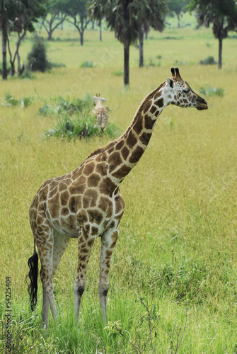 Rothschild giraffe  Murchison Falls National Park  Uganda 