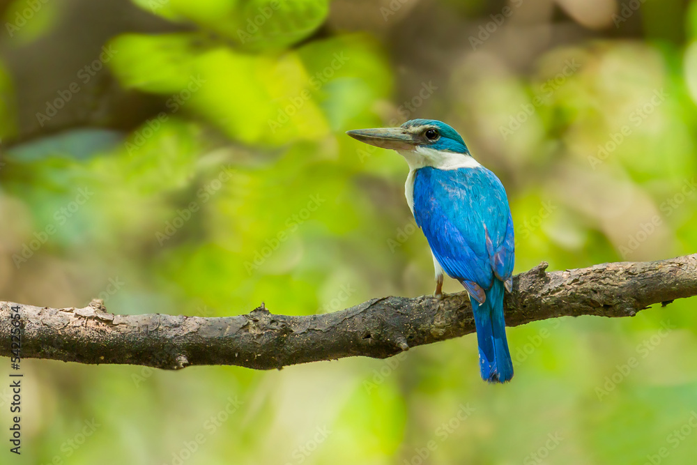 Collared Kingfisher (Todiramphus chloris) in the forest Collared Kingfisher (Todiramphus chloris) in the forest