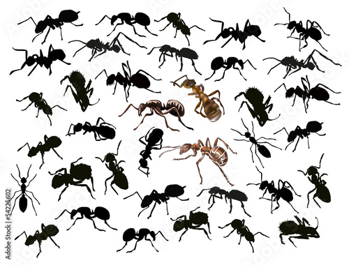 large set of isolated ants © Alexander Potapov