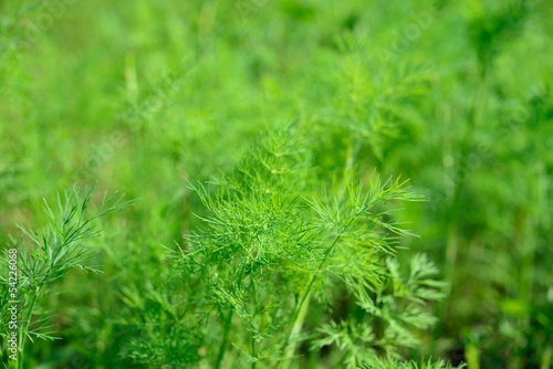 Dill In the garden