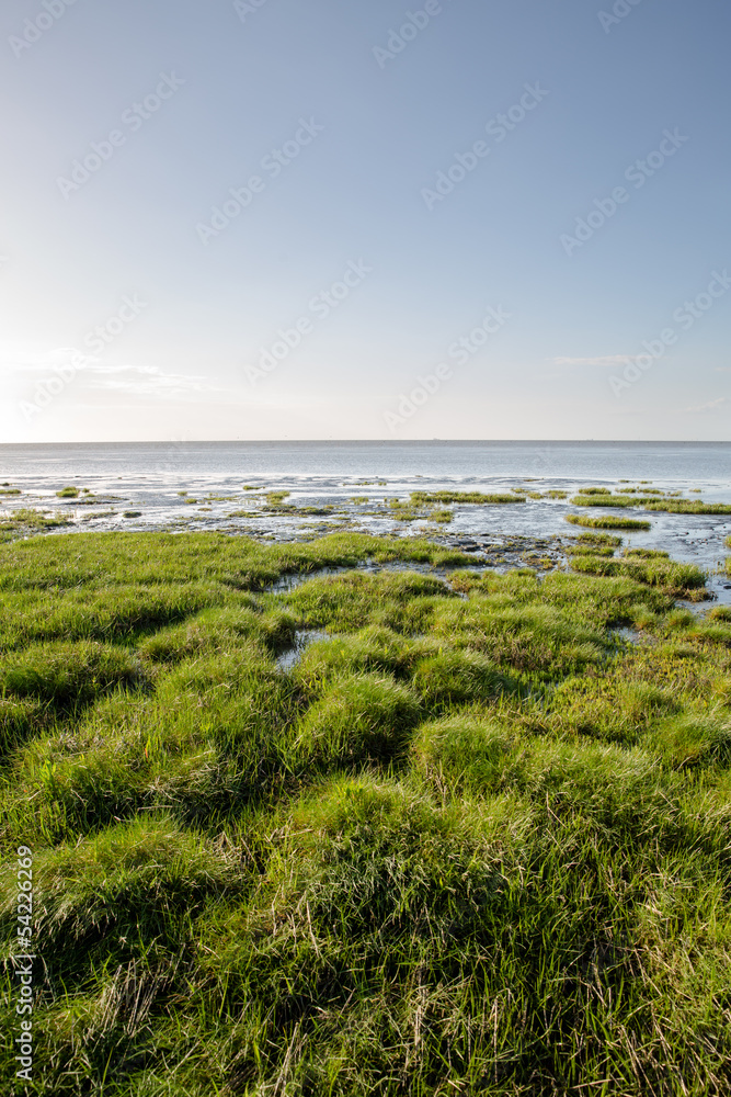 Seegras am Ufer der Nordsee - Duhnen, Deutschland