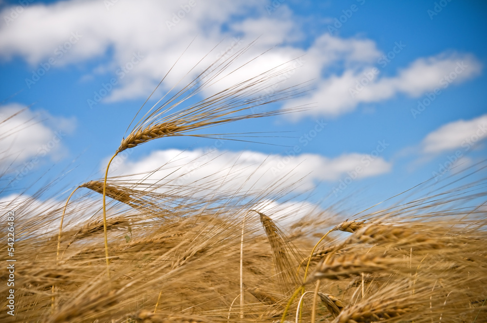 ripe wheat in a field cloudy sumer background ripe wheat in a field cloudy sumer background