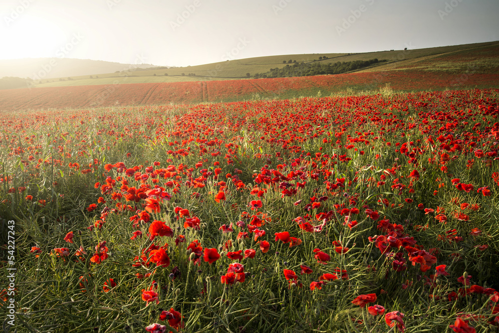 Obraz premium Stunning poppy field landscape under Summer sunset sky