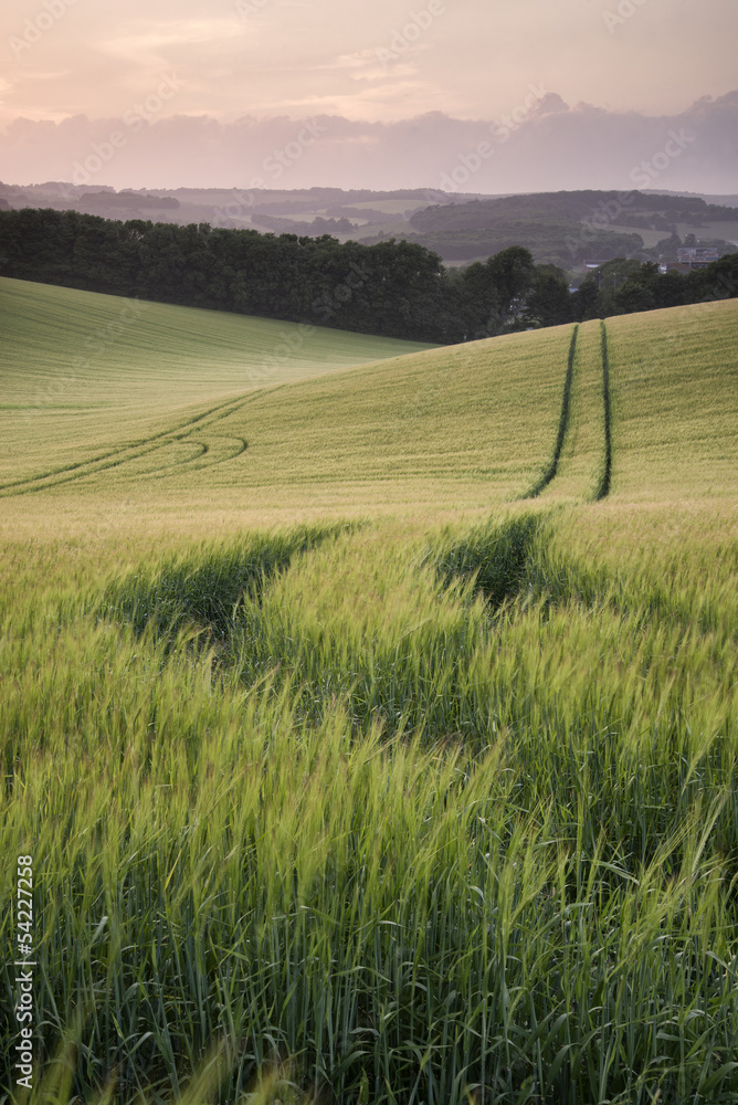 Fototapeta premium Summer landscape image of wheat field at sunset with beautiful l
