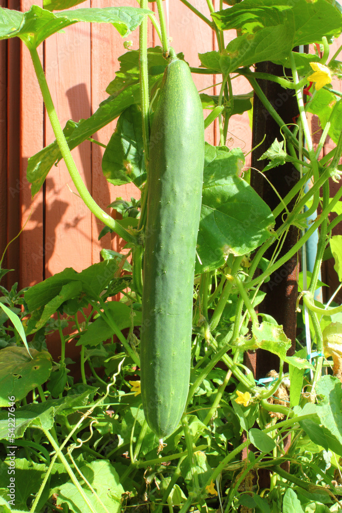 Obraz premium cucumber on plant