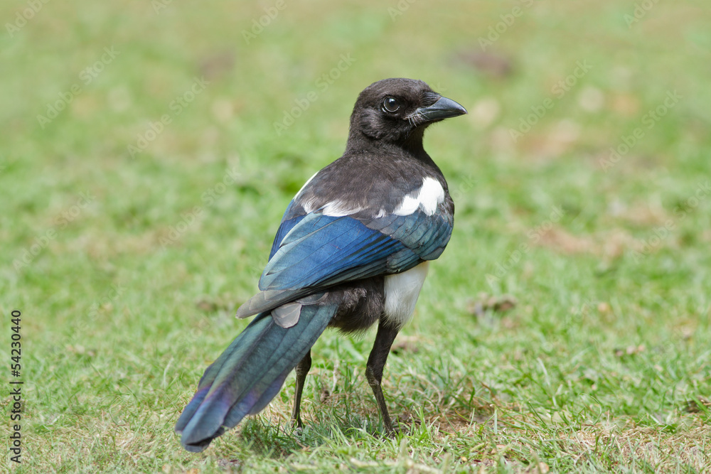 Magpie Magpie