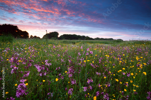 pink wildflowers at sunset