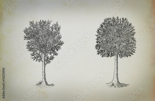 Fototapeta Naklejka Na Ścianę i Meble -  Tree illustration