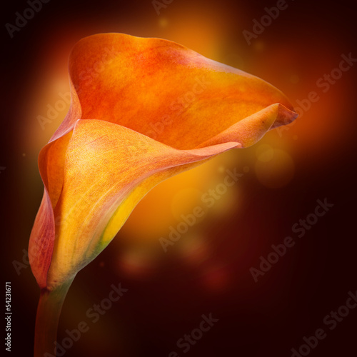 Fototapeta Naklejka Na Ścianę i Meble -  Multi-colored lilies on a dark background