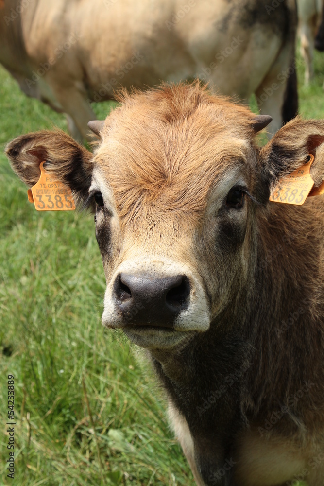  regard vache de l'aubrac