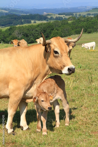 vaches de l’Aubrac et son bébé
