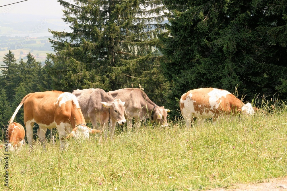 Obraz premium Kuh556321