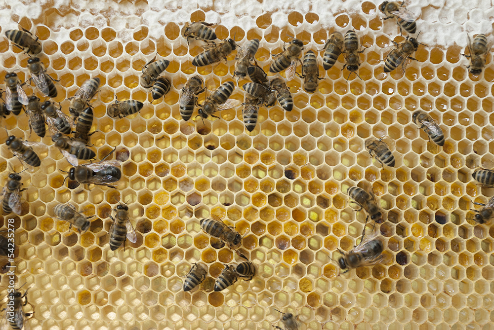 Bees on a frame. Bees on a frame.