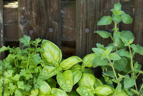 Valokuva Close-up of parsley, basil and oregano in front of wooden fence