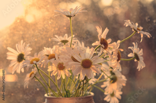 Fototapeta Naklejka Na Ścianę i Meble -  Daisy on windowsill