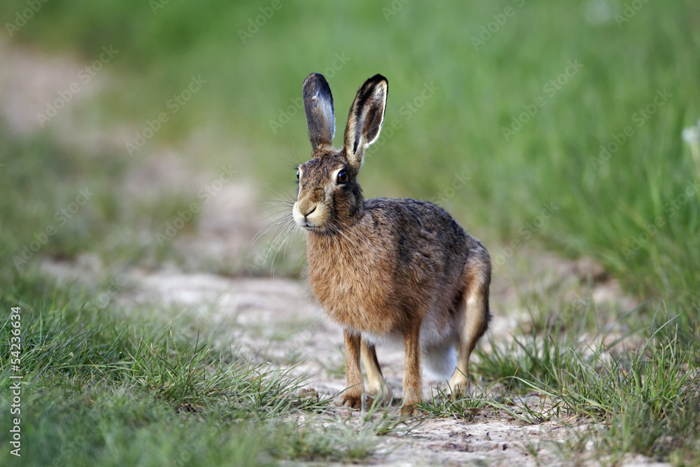 Fototapeta premium Brown hare, Lepus europaeus