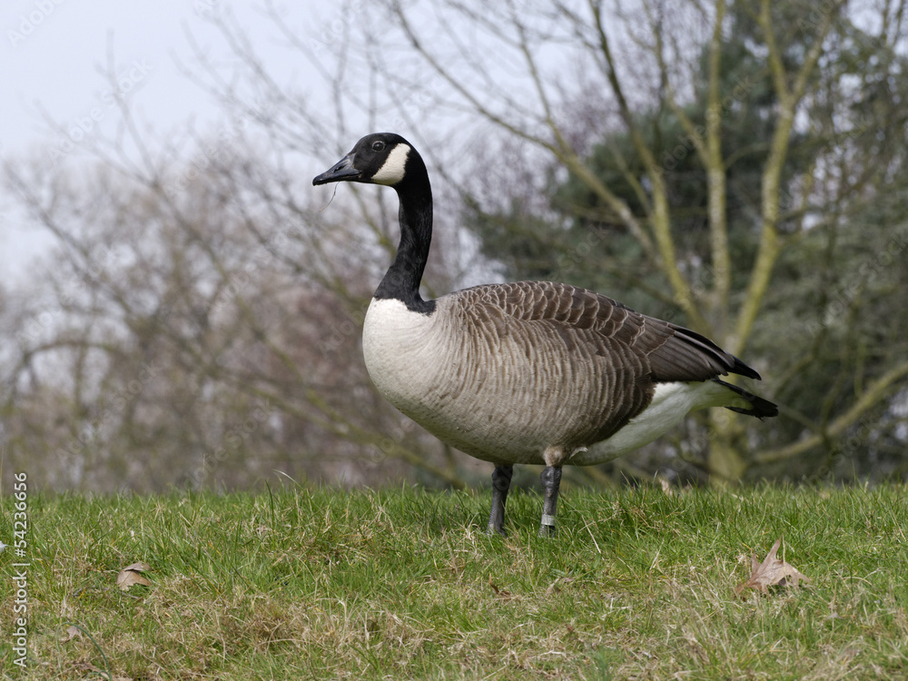 Canada goose, Branta canadensis Canada goose, Branta canadensis