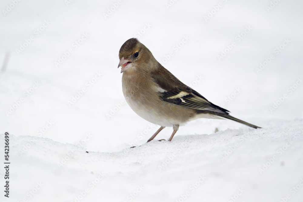 Chaffinch, Fringilla coelebs Chaffinch, Fringilla coelebs