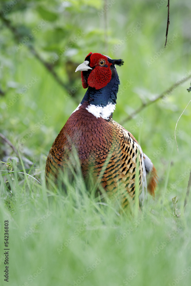 Fototapeta premium Common pheasant, Phasianus colchicus