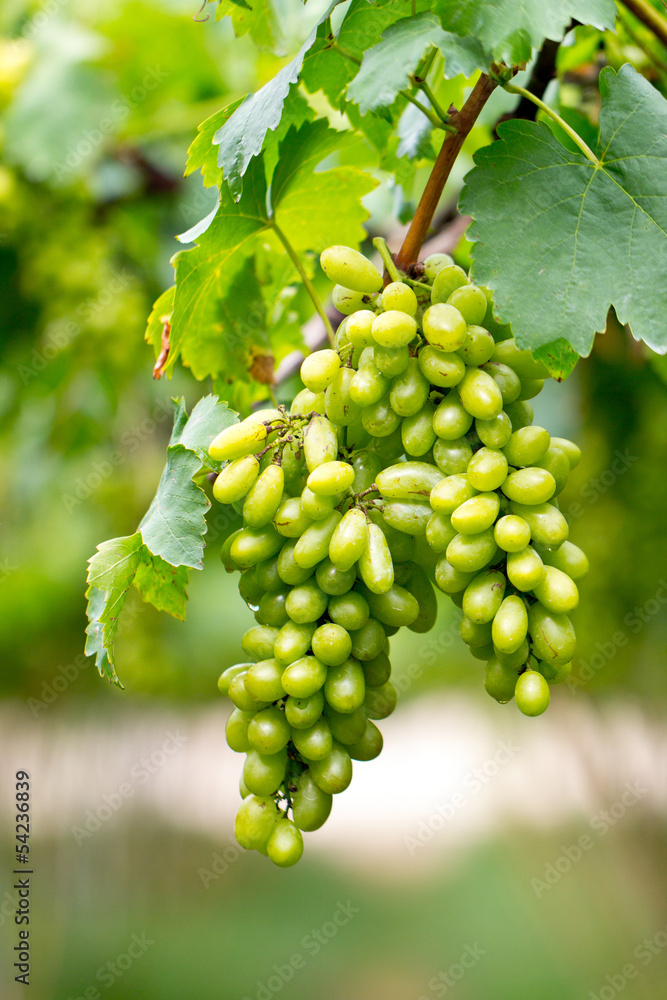 Fototapeta premium Grapes fruit