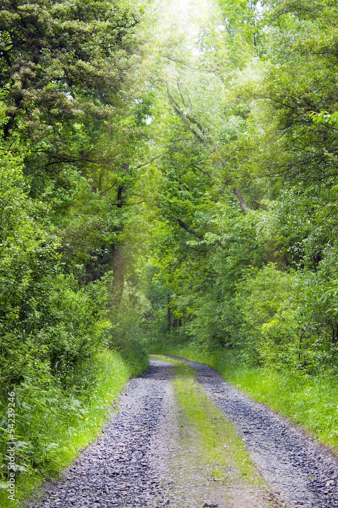 Obraz premium Forest path