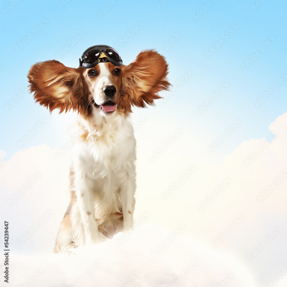 Fototapeta premium Dog-aviator wearing a helmet pilot. Collage
