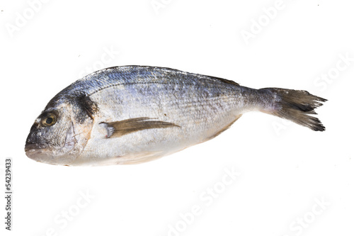 Fresh raw dorada