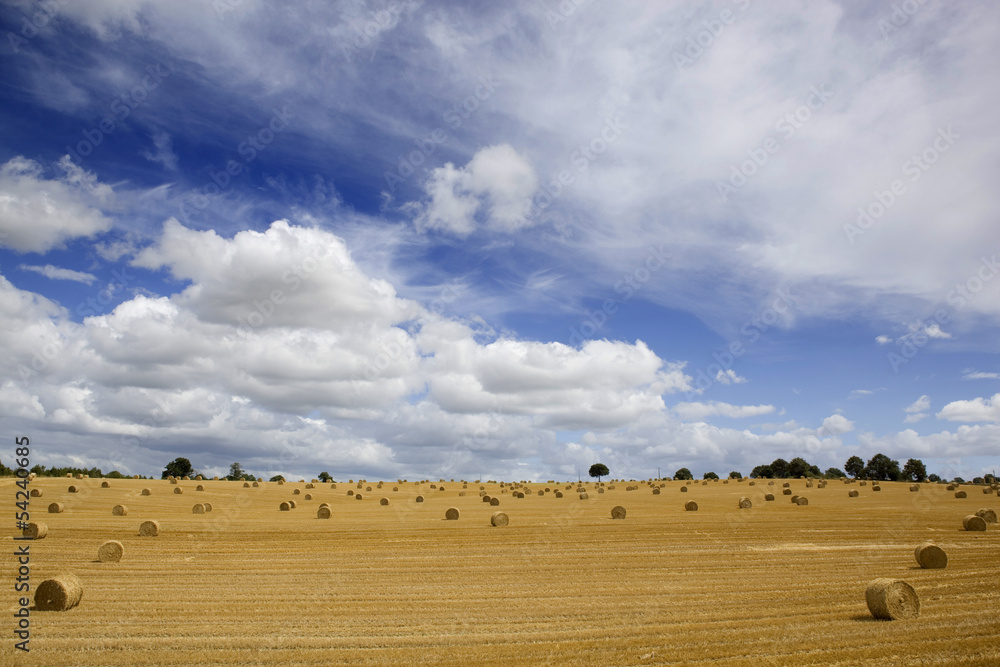 Obraz premium dry hay