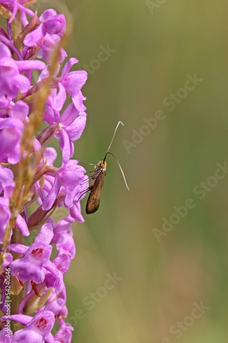 Langhornmotte (Nemophora metallica) auf Mücken-Händelwurz photo