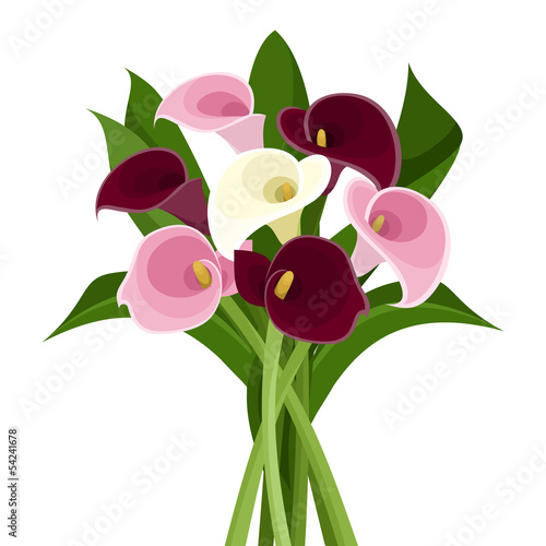 Fototapeta Naklejka Na Ścianę i Meble -  Bouquet of colored calla lilies. Vector illustration.