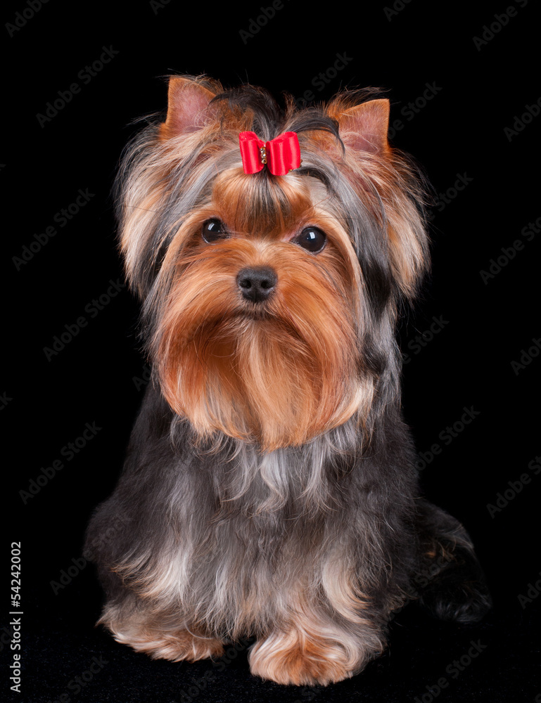 Charming Yorkshire Terrier