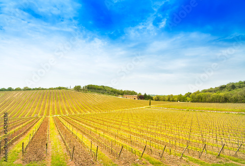 Chianti region  vineyard and farm on sunset. Tuscany  Italy