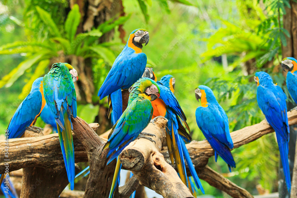 Obraz premium Macaw parrot