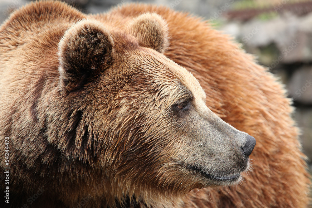 Fototapeta premium Ursus arctos