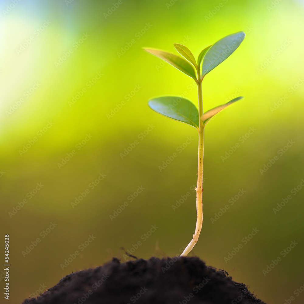 New Life New Life