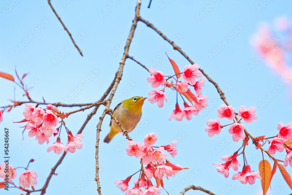 White-eye Bird with Cherry Blossom or sakura White-eye Bird with Cherry Blossom or sakura