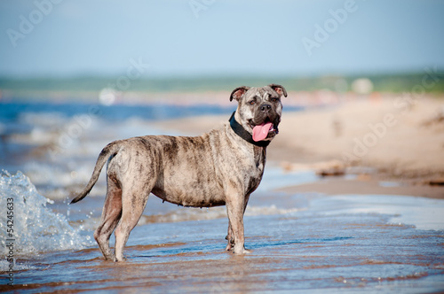 ca de bou dog standing on the beach photo