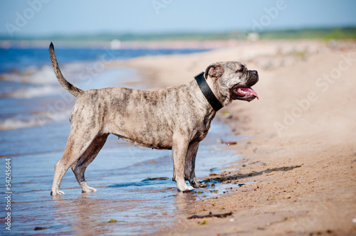 majorcan mastiff dog on the beach