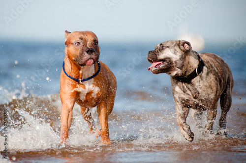 two dogs run on the beach photo