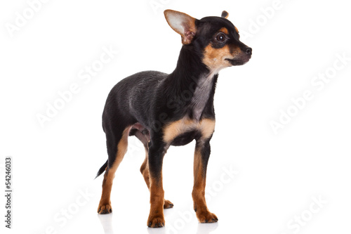 chihuahua isolated on white background