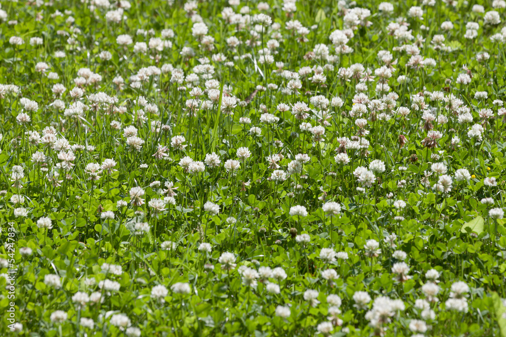 clover flower field