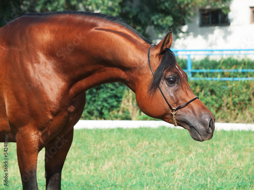 portrait of beautiful arabian stallion