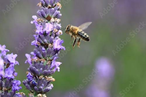 l' abeille ... © Daylight Photo
