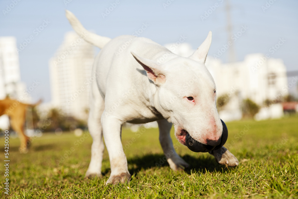 Bull Terrier with Chew Toy in Park Bull Terrier with Chew Toy in Park