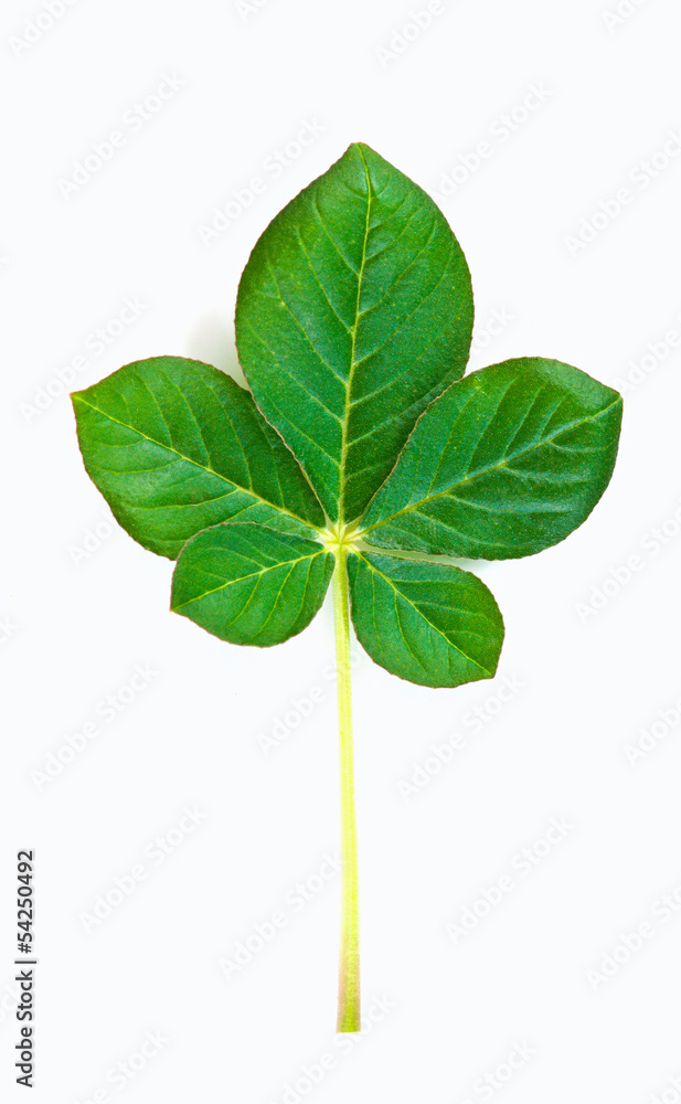 green leaf on white background green leaf on white background
