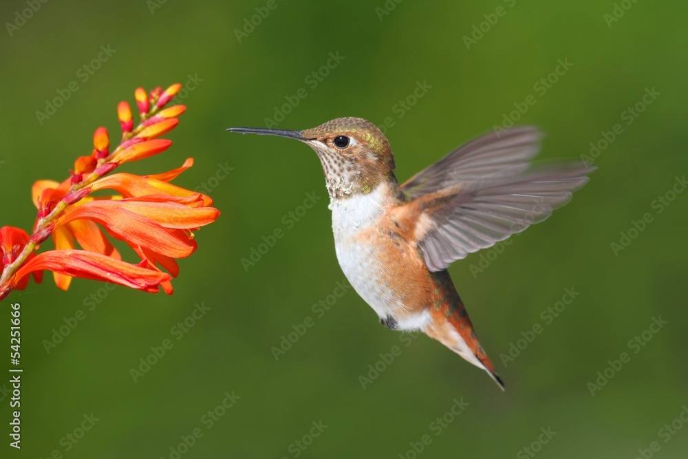Obraz premium Male Allens Hummingbird (Selasphorus sasin)
