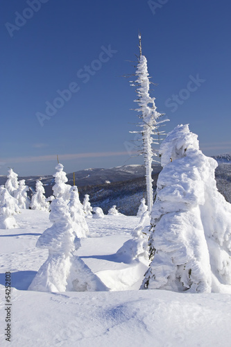 Winter view of snow covered trees © frank11