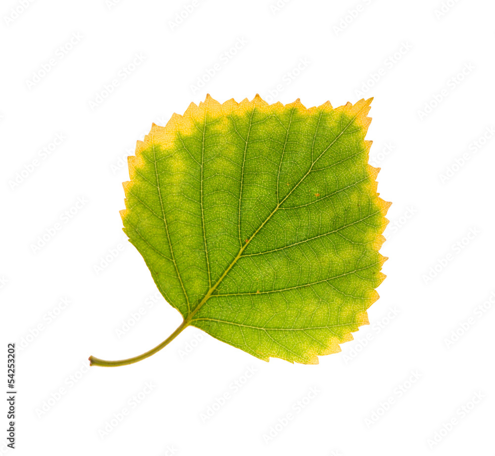 Obraz premium birch leaf