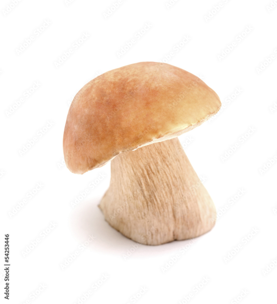 mushroom mushroom